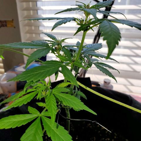 Riff raff #2 growlog timeline photo