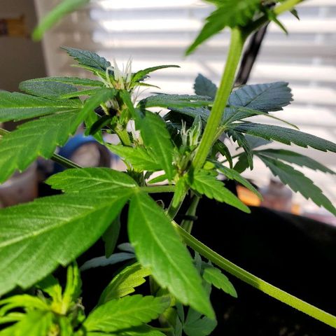 Riff raff #2 growlog timeline photo