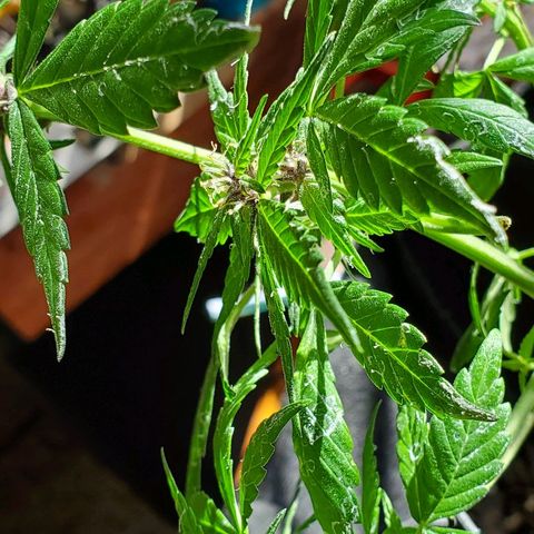 Riff raff #2 growlog photo: Milk, water, nutes, added dirt, lst one side