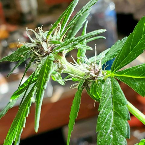 Riff raff #2 growlog photo: Milk, water, nutes, added dirt, lst one side