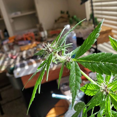 Riff raff #2 growlog photo: Milk, water, nutes, added dirt, lst one side