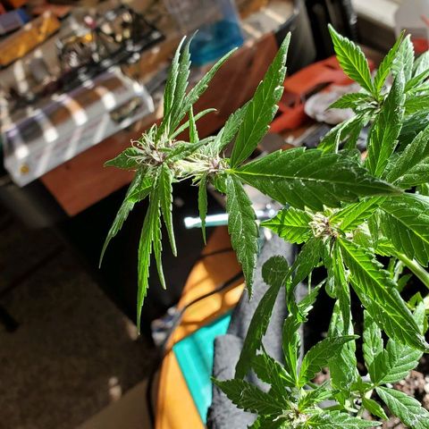 Riff raff #2 growlog photo: Milk, water, nutes, added dirt, lst one side