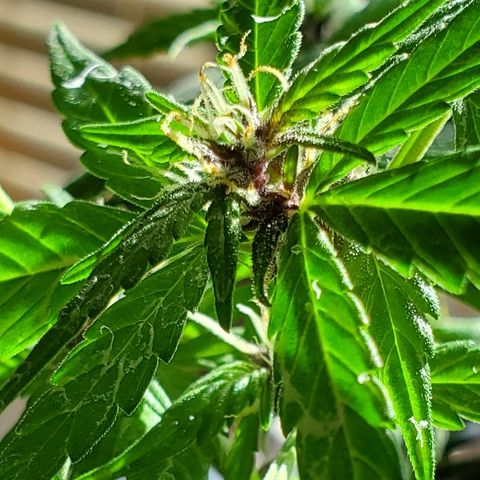 Riff raff #2 growlog photo: Milk, water, nutes, added dirt, lst one side