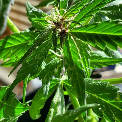 Riff raff #2 growlog photo: Milk, water, nutes, added dirt, lst one side