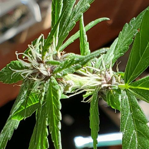 Riff raff #2 growlog photo: Milk, water, nutes, added dirt, lst one side