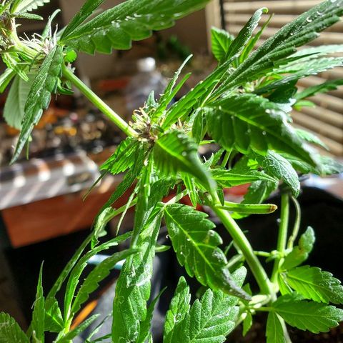 Riff raff #2 growlog photo: Milk, water, nutes, added dirt, lst one side