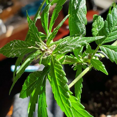 Riff raff #2 growlog photo: Milk, water, nutes, added dirt, lst one side