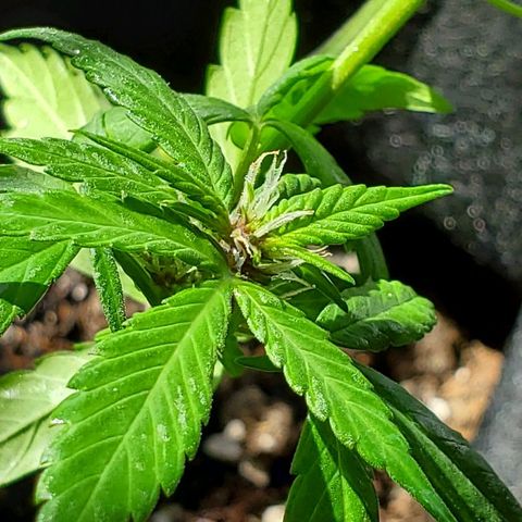 Riff raff #2 growlog photo: Milk, coffee, neem oil lots water