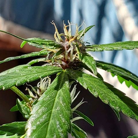 Riff raff #2 growlog photo: Milk, coffee, neem oil lots water