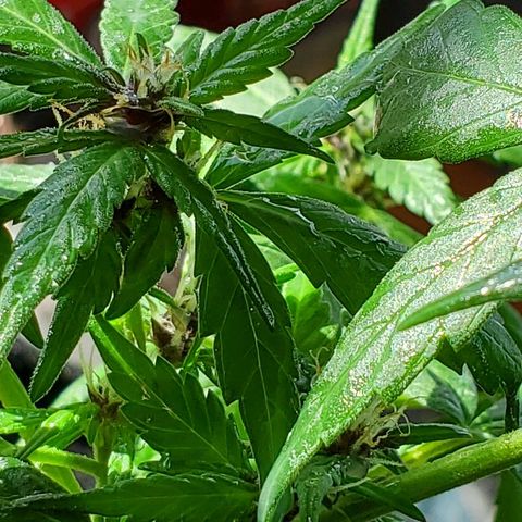 Riff raff #2 growlog photo: Milk, coffee, neem oil lots water