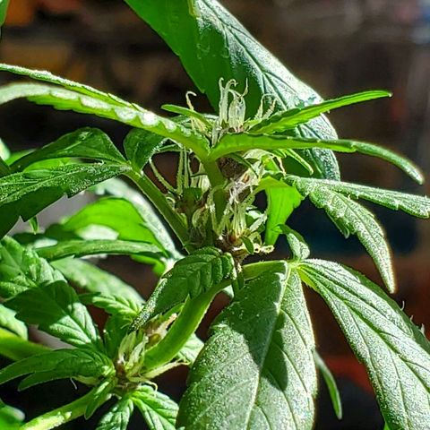Riff raff #2 growlog photo: Milk, coffee, neem oil lots water