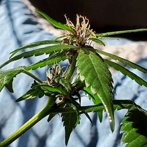 Riff raff #2 growlog photo: Milk, coffee, neem oil lots water
