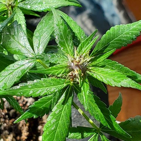 Riff raff #2 growlog photo: Milk, coffee, neem oil lots water