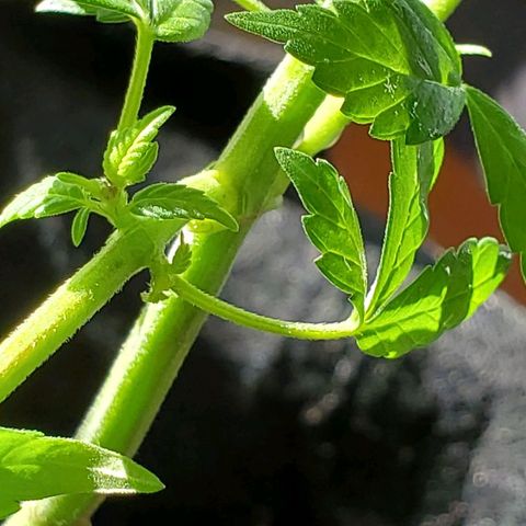 Riff raff #2 growlog photo: Milk, coffee, neem oil lots water