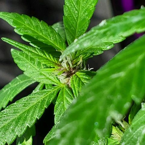 Riff raff #2 growlog photo: Milk, coffee, neem oil lots water
