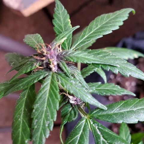 Riff raff #2 growlog photo: Purple comin