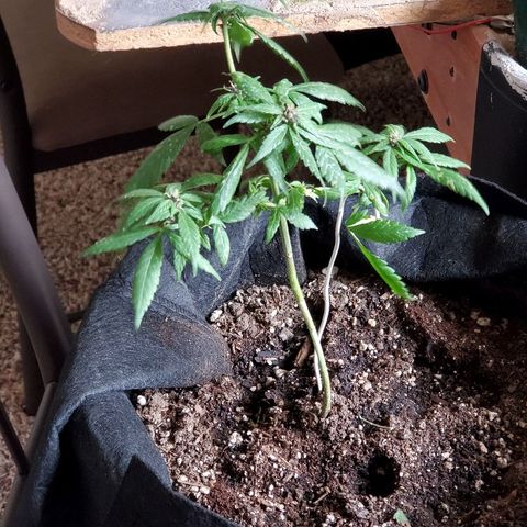 Riff raff #2 growlog photo: Purple comin