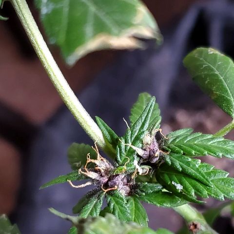 Riff raff #2 growlog photo: Purple comin