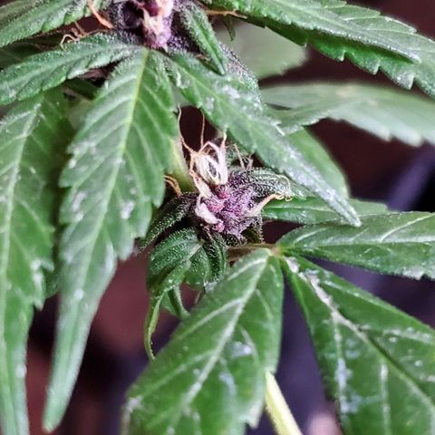 Riff raff #2 growlog photo: Purple comin