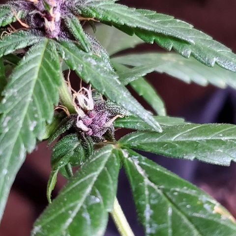 Riff raff #2 growlog photo: Purple comin