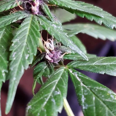 Riff raff #2 growlog photo: Purple comin