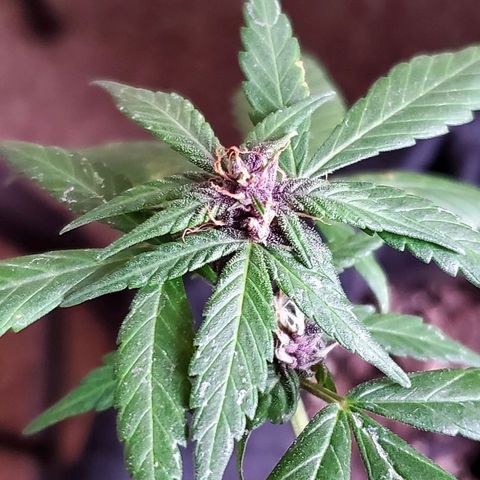 Riff raff #2 growlog photo: Purple comin