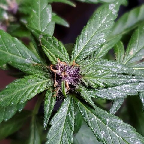 Riff raff #2 growlog photo: Purple comin