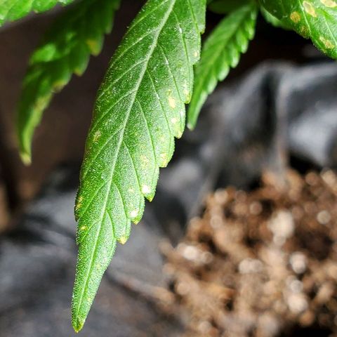 Riff raff #2 growlog photo: Spots. Burnt from water drops? Or bad roots? Some wind burn also? Veg feeding while in flower?