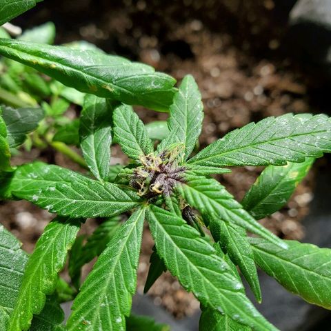 Riff raff #2 growlog photo: Spots. Burnt from water drops? Or bad roots? Some wind burn also? Veg feeding while in flower?