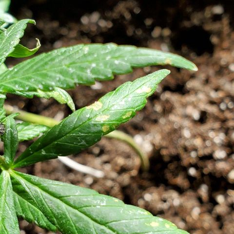 Riff raff #2 growlog photo: Spots. Burnt from water drops? Or bad roots? Some wind burn also? Veg feeding while in flower?