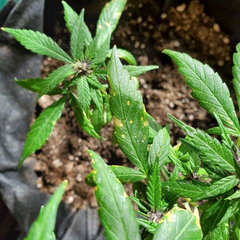 Riff raff #2 growlog photo: Spots. Burnt from water drops? Or bad roots? Some wind burn also? Veg feeding while in flower?