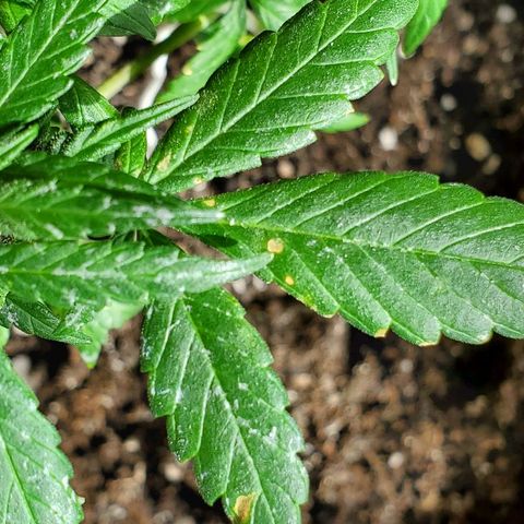 Riff raff #2 growlog photo: Spots. Burnt from water drops? Or bad roots? Some wind burn also? Veg feeding while in flower?