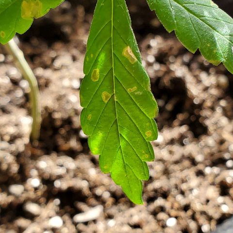 Riff raff #2 growlog photo: Spots. Burnt from water drops? Or bad roots? Some wind burn also? Veg feeding while in flower?