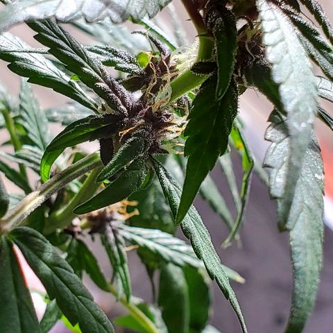 Riff raff #2 growlog photo: Spots. Burnt from water drops? Or bad roots? Some wind burn also? Veg feeding while in flower?