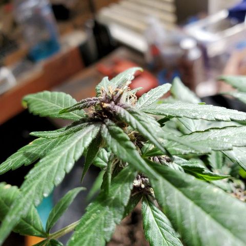 Riff raff #2 growlog photo: Spots. Burnt from water drops? Or bad roots? Some wind burn also? Veg feeding while in flower?