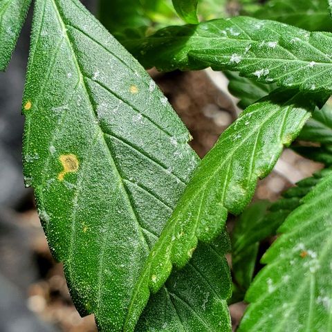 Riff raff #2 growlog photo: Spots. Burnt from water drops? Or bad roots? Some wind burn also? Veg feeding while in flower?
