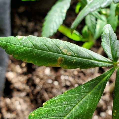 Riff raff #2 growlog photo: Spots. Burnt from water drops? Or bad roots? Some wind burn also? Veg feeding while in flower?