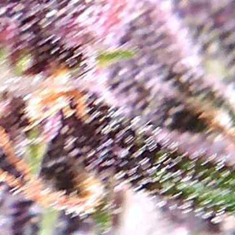 Riff raff #2 growlog photo: No water again, heavy fan, heat, no humidifier.