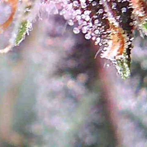 Riff raff #2 growlog photo: No water again, heavy fan, heat, no humidifier.