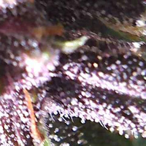 Riff raff #2 growlog photo: No water again, heavy fan, heat, no humidifier.