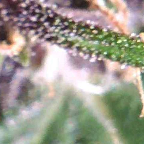 Riff raff #2 growlog photo: No water again, heavy fan, heat, no humidifier.