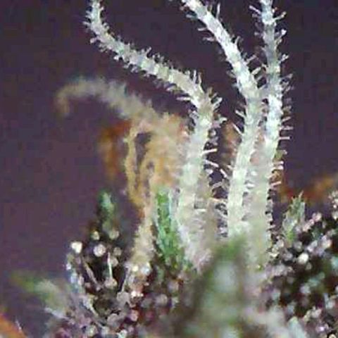 Riff raff #2 growlog photo: Saw a gnat.....first time in a week