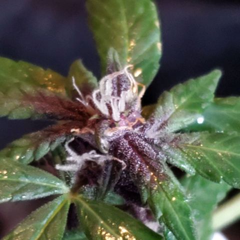 Riff raff #2 growlog photo: Saw a gnat.....first time in a week