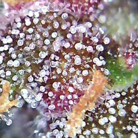 Riff raff #2 growlog photo: Saw a gnat.....first time in a week