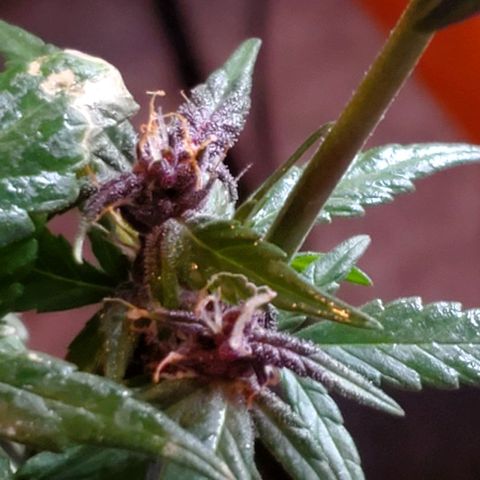 Riff raff #2 growlog photo: Saw a gnat.....first time in a week