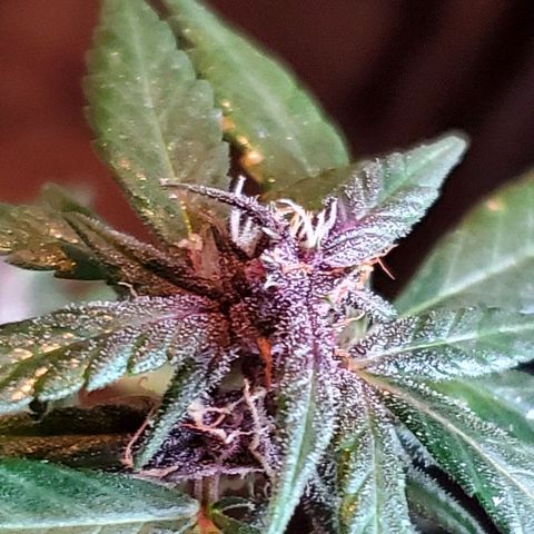 Riff raff #2 growlog photo: Saw a gnat.....first time in a week