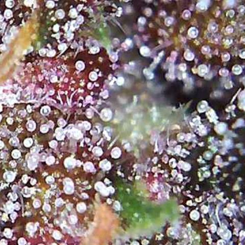 Riff raff #2 growlog photo: Saw a gnat.....first time in a week