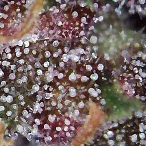 Riff raff #2 growlog photo: Saw a gnat.....first time in a week