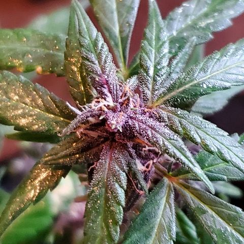 Riff raff #2 growlog photo: Saw a gnat.....first time in a week