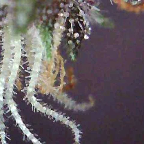 Riff raff #2 growlog photo: Saw a gnat.....first time in a week